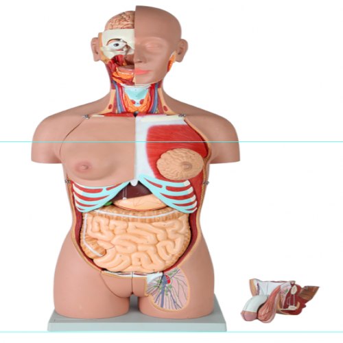 男、女兩性人體背部開(kāi)放式半身軀干模型（87cm/29件）