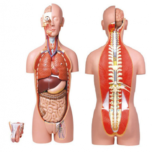 男、女兩性人體背部開(kāi)放式半身軀干模型（87cm/27件）